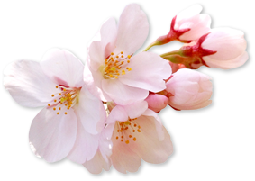 さくらの花酵母